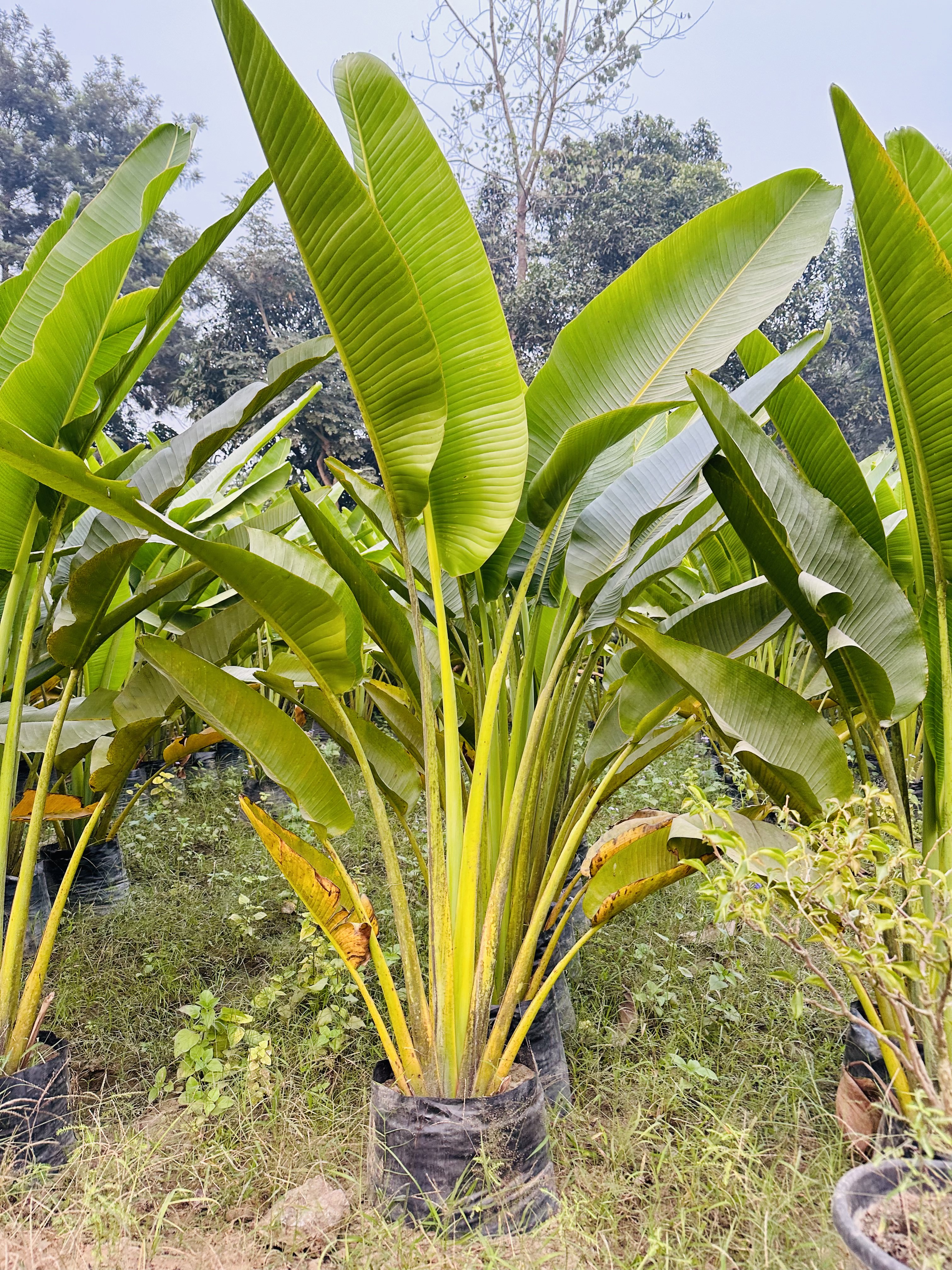 Traveller Palm